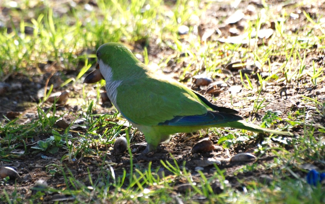 I parrocchetti di Castelfusano (Roma)